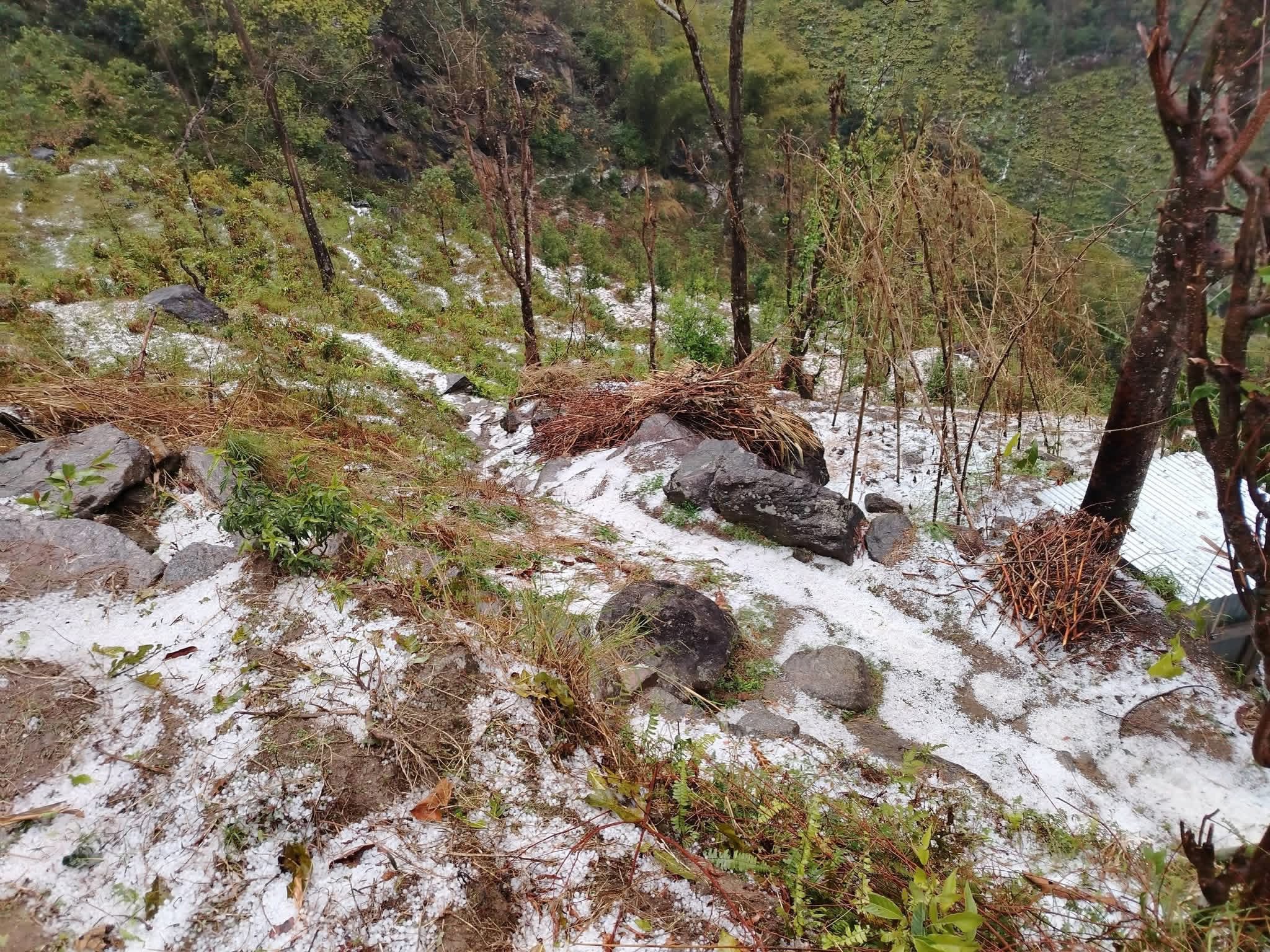 फक्ताङलुङ गाउँपालिकामा परेको असिना ।